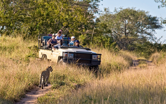 tourists observing a female leopard, south africa